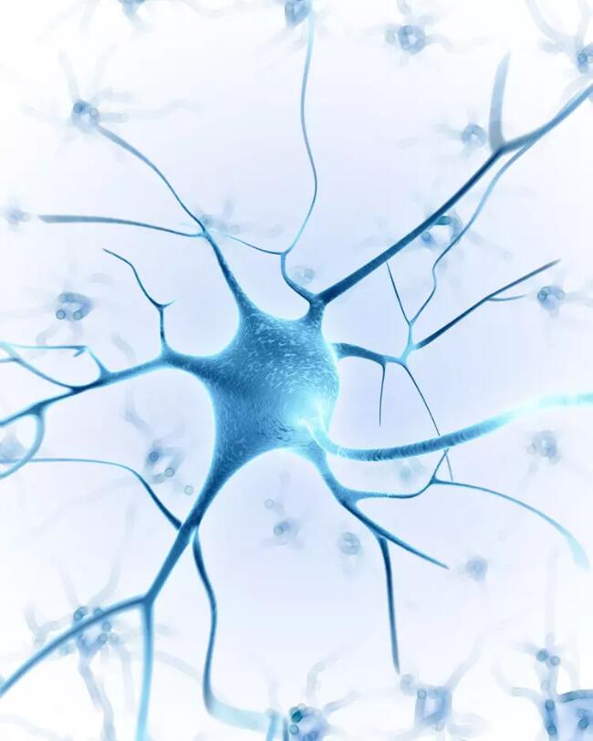 单个神经细胞通过非常多的树突,轴突与其他细胞进行连接,连接处称为