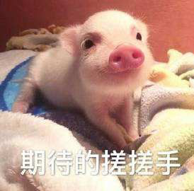 小猪猪.png