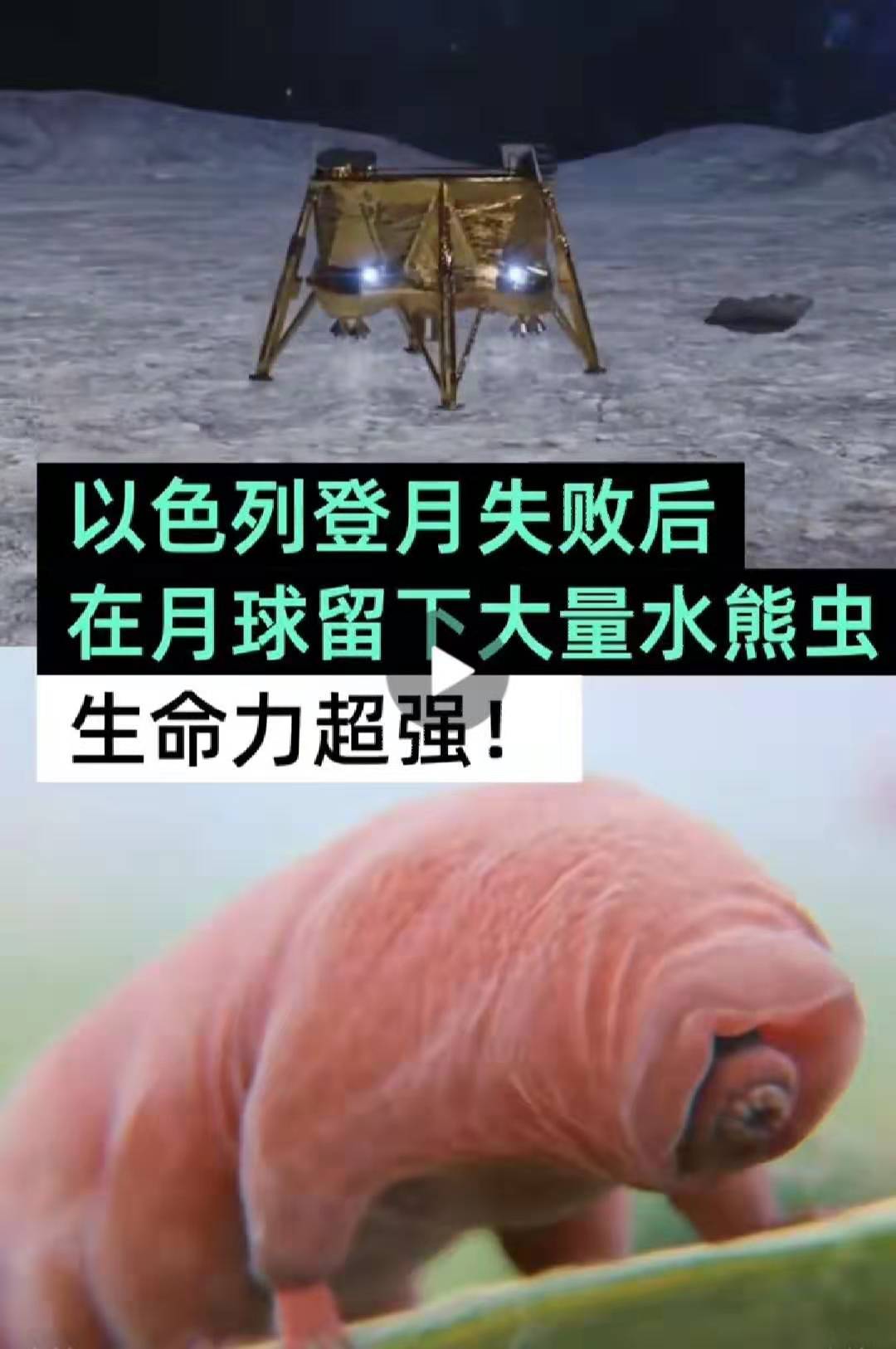 地球最强生物!水熊或将"定居"月球