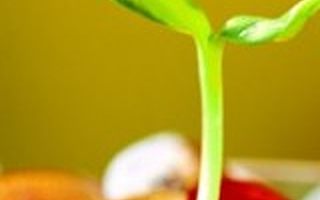 碳诺科技合伙人巴钰程：正在融天使轮的创业者，看看这3点建议|思达派天使投资系列