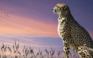 【大咖】梅花创投吴世春:寒冬过后,O2O行业会诞生伟大的企业