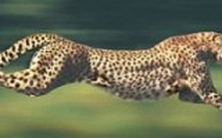 北极光创投杨磊：创业公司只有两件事最重要，速度和创新！