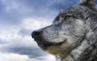 大多数创业企业都会死去，做好这3点，你才有可能活下来！