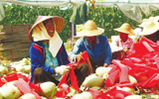 天涯人开创热带农业电商，太好啦首轮融资超千万