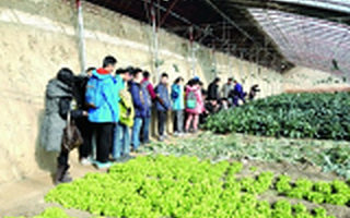 王冕:“80后”留法海归用“阿甘精神”种菜