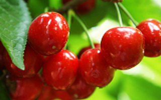 大连樱桃热销全国 全日达航空特快日均输送量占20%