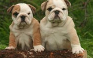 BullyStar恶霸星球获得1000万元天使投资