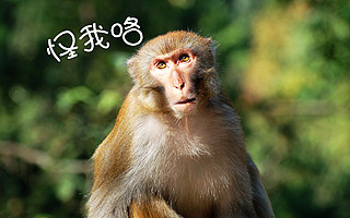 好一只泼猴，大白兔奶糖之父和你什么仇什么怨！