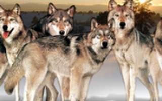 唯头狼是从的狼文化，并不适合互联网！