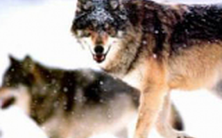 中国企业家崇尚“狼文化” 硅谷独角兽崇尚“海盗文化”?