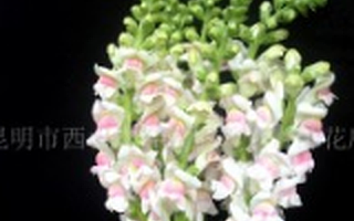 订阅式鲜花供应商 “花+”获7000万人民币A轮融资