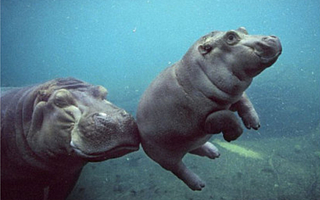 10天生产出10万+阅读量的文章,吸粉1万的秘诀是?!