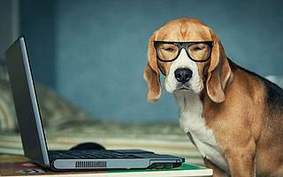 从高考到创业，不是所有的人都知道你是一条狗