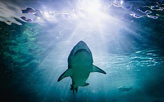 王凯歆身后，经纬、真格们的私房账本