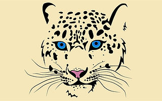 滴滴与优步:龙争虎斗还是猛龙过江?