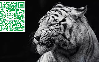 老虎噬人,教会了我们哪些规则?