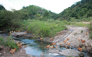 百草山羊合作社携手来三斤:用户第一,生态养殖