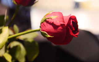 “弗洛花园”超唯美创业者七夕派对，在车库咖啡盛大举办。