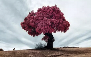 YC的创始合伙人Jessica Livington：为什么少有人成为自己命运的主人？