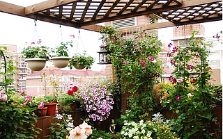 摒弃传统花盆,宜植爱玩的就是时尚新奇