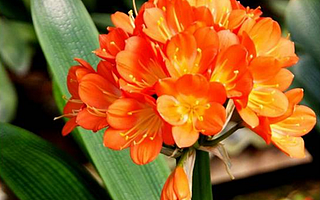 宜植爱课堂,君子兰专题