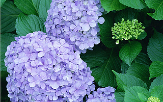 居家养花的误区,不要再“摧残”你家的植物了!