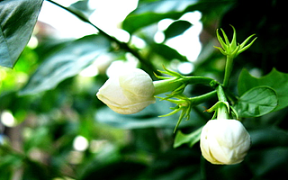 宜植爱课堂:常见室内绿色植物的功效