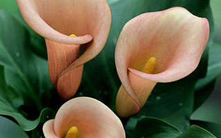 星座与花:看看你的守护花是什么