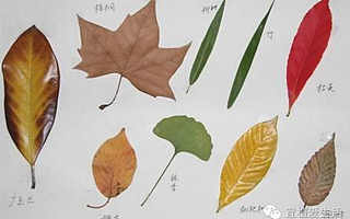 宜植爱课堂,教你植物的不同玩法