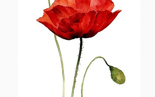 愿你被世界温柔以待