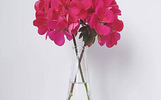 宜植爱专题|洋绣球天竺葵