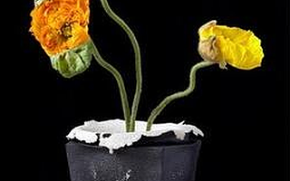 满足个性十足的你 爆炸式陶瓷花瓶问世