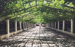 五道口大师姐，在京郊的真人版开心农场试验了两年，要去南疆种出全营养零农残的极品番茄