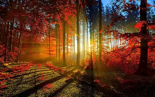 11月马上到了,手把手教你这几招技巧拍出最美秋色