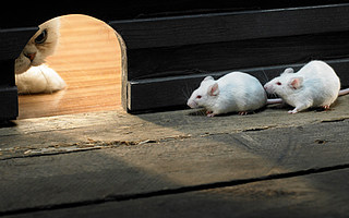 創業黑馬牛文文：融了很多錢又不能賺錢的公司，就像過街老鼠