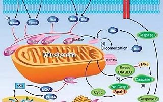 从首个Bcl-2抑制剂获批看新药研发