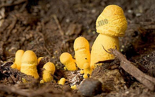 品牌、营销和溯源, 对农业有多重要?