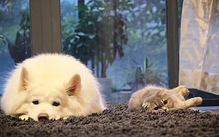 共享寵物?小編g思考了一下,發現事情并不簡單