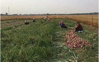 來三斤愛心助農,幫扶山東聊城蔥農扭轉滯銷困局