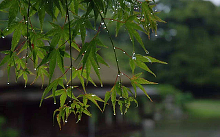 曉風微，夏至到，正是一年梅雨時，你在的城市下雨了嗎？