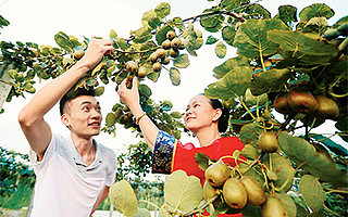 江西陕江:大学生村官+协同创业