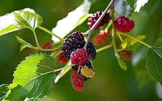 种桑多年，90后创业者将桑树玩成了产业链