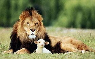 神奇的动物法则,带给你不一样的管理学定律