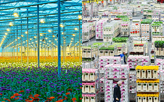 月花|鲜花电商弊端频现,鲜花海淘或将成为下一趋势!