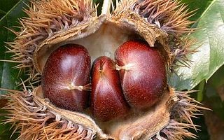 白酒酿酒技术: 板栗怎么泡酒? 板栗酒制作方法