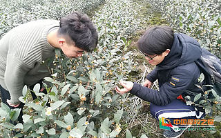 四川农业大学寒假社会实践:为创新创业打下坚实基础