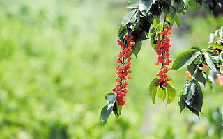 空港新城：打造辐射全球的农业发展圈层