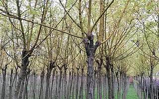 【青创品牌推介】安康市汉滨区强森园林绿化工程有限公司