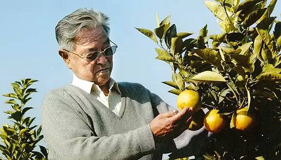 “烟王”　褚时健　：现在的年轻人太急了　我九十岁还在摸爬滚打