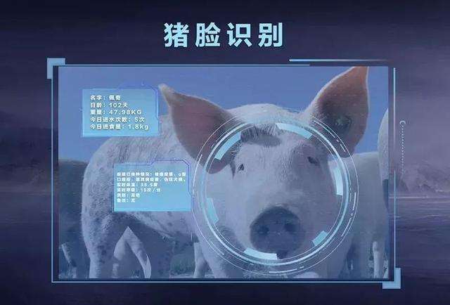 农业用上高科技：“猪脸识别”这样用